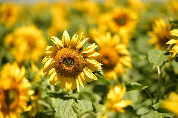 Peut-on trouver une maison de vacances en Écosse avec des cours de cuisine et des visites de distilleries?